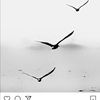 nahid_shams